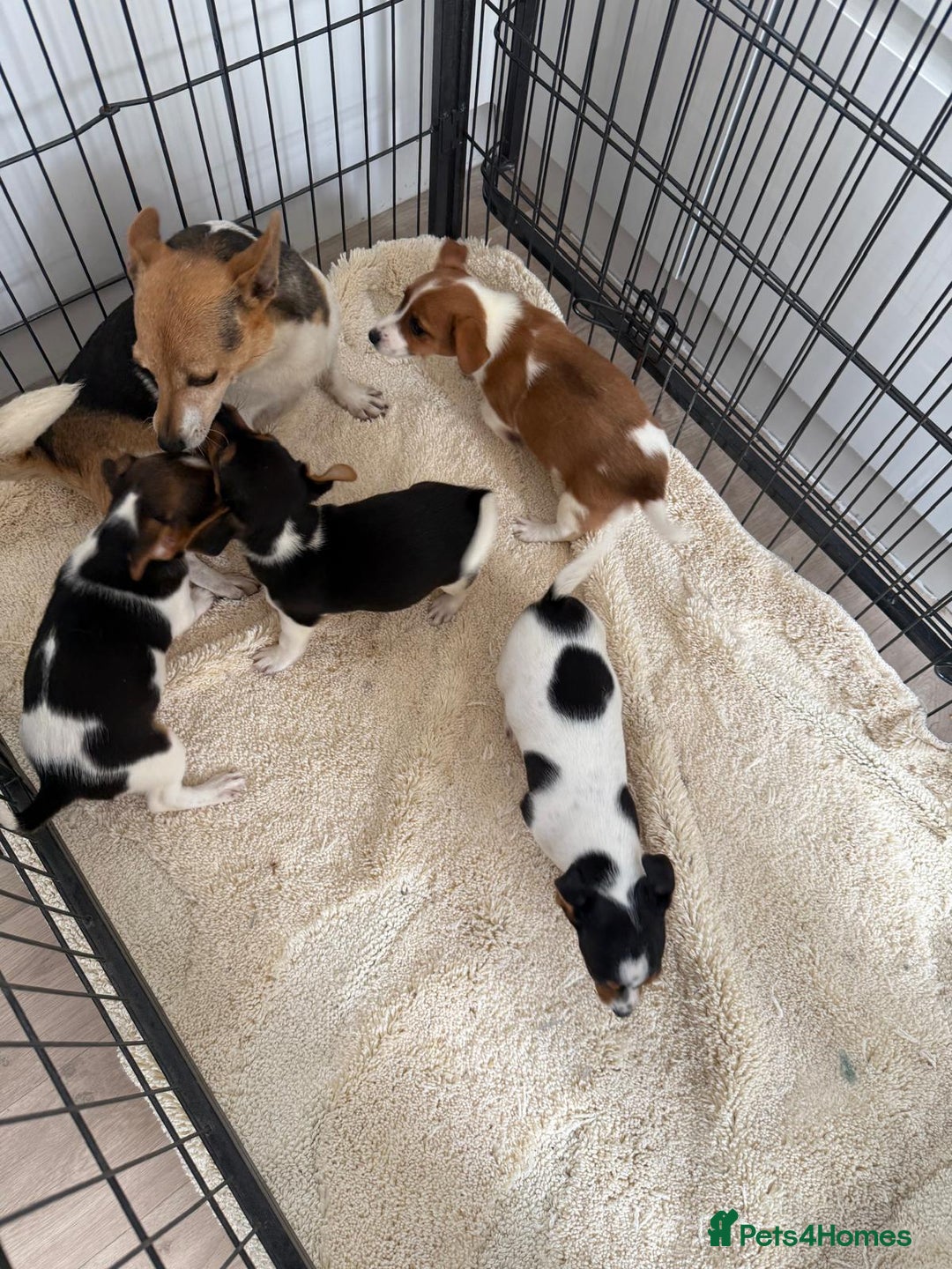 Jack Russell dogs for sale: Full breed jack Russell puppies for sale - Image 2