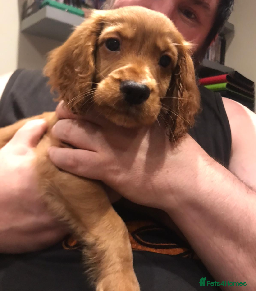 Cocker Spaniel dogs for sale: Cocker Spaniel Puppies for Sale - Image 18