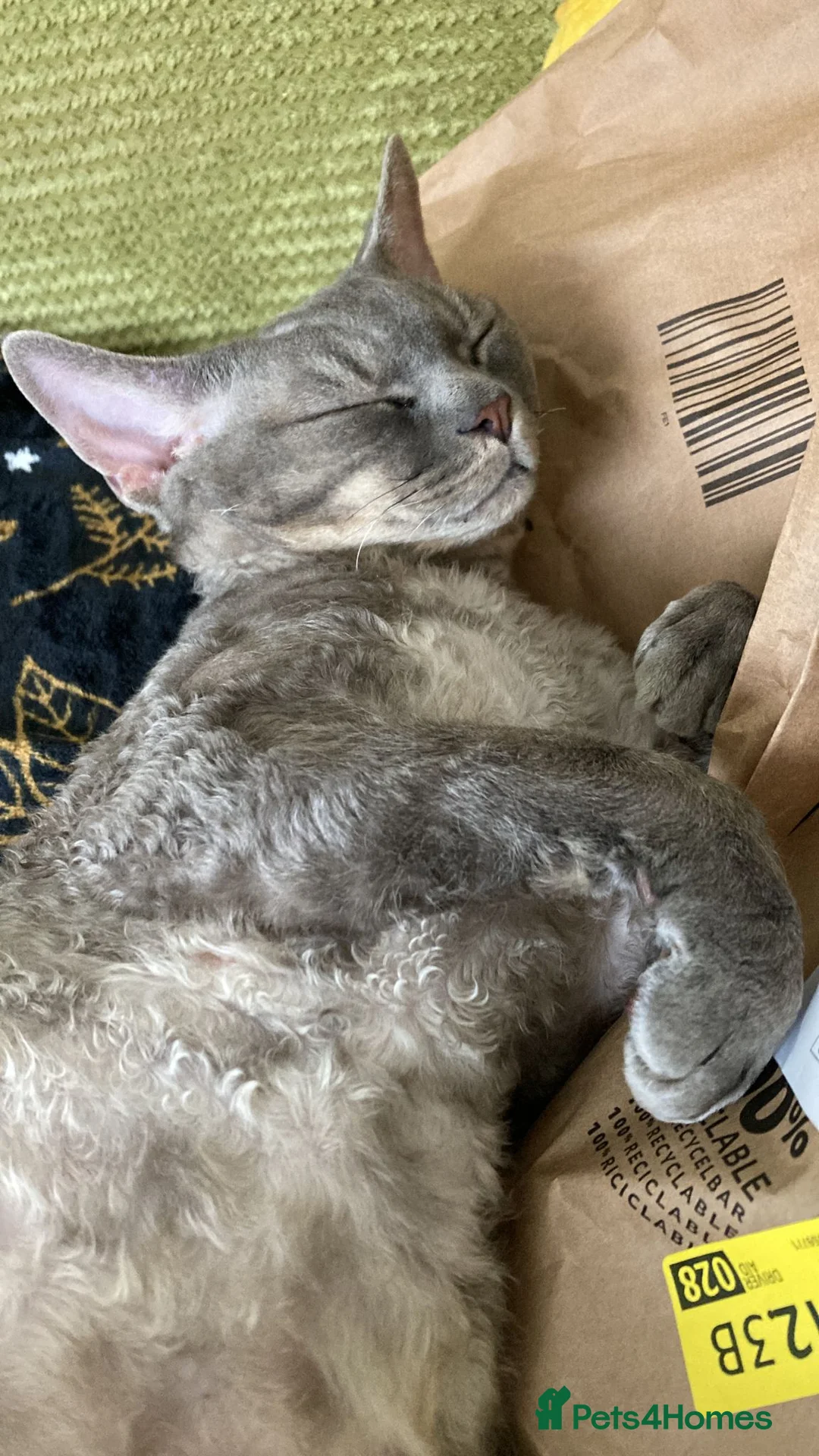 Devon Rex cats for sale: Devon Rex Male Cat - Looking for a Loving home in Leeds - Advert 2
