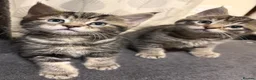 Ragcoon cats for sale: Beautiful friendly Maine coon x Ragdoll kittens in Bridgwater - Advert 6