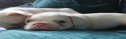 French Bulldog dogs for sale: Stunning French Bulldog puppies full pink husky in Spalding - Advert 15