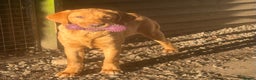 Labrador Retriever dogs for sale: Roger the Fox Red Lab - Advert 8