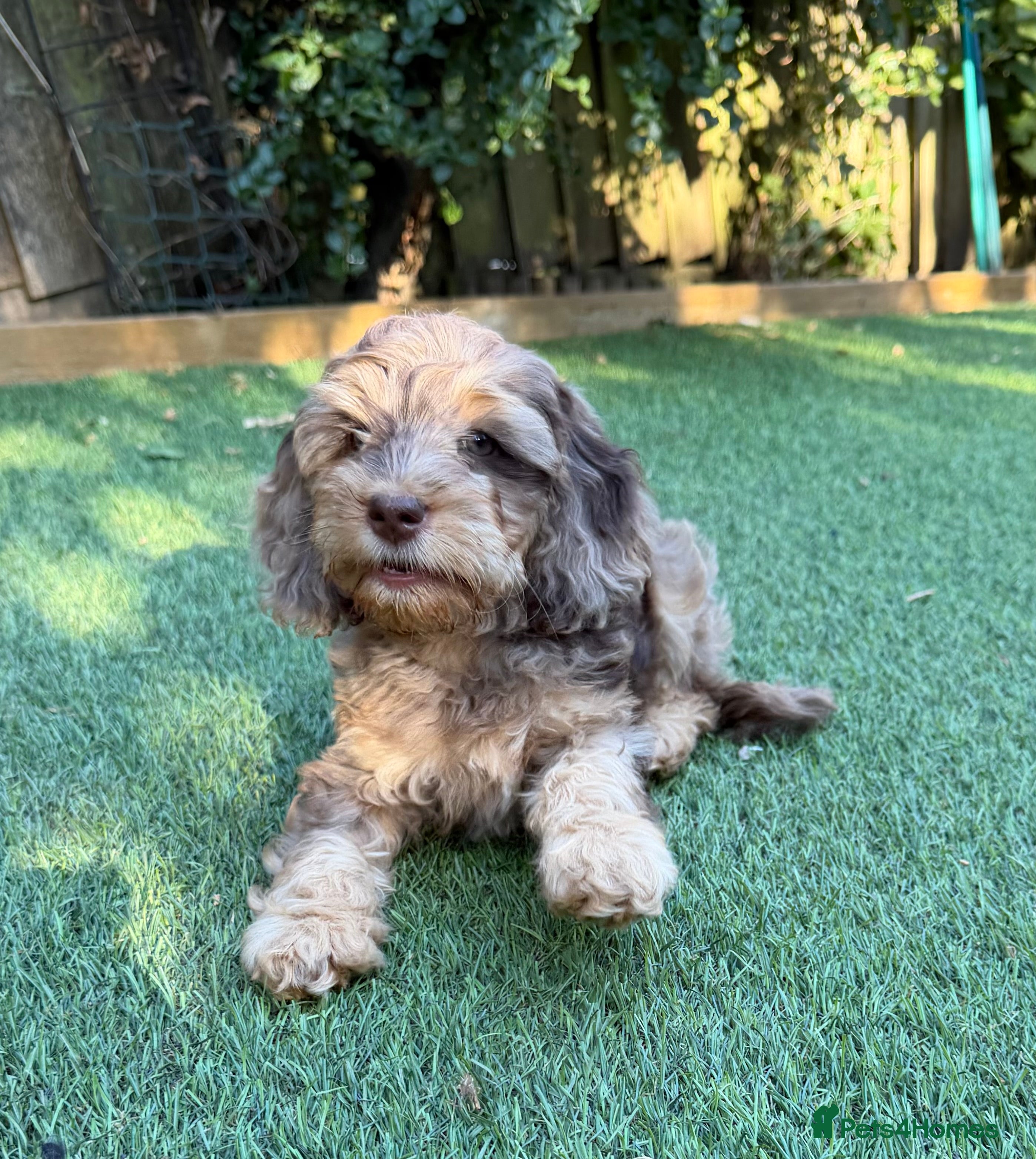 Cockapoo dogs Cockapoo Puppies - Advert 2