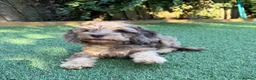Cockapoo dogs for sale: Cockapoo Puppies - Advert 2