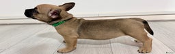 Mixed Breed dogs for sale: French Bulldog x Standard Bully Pups - Advert 6