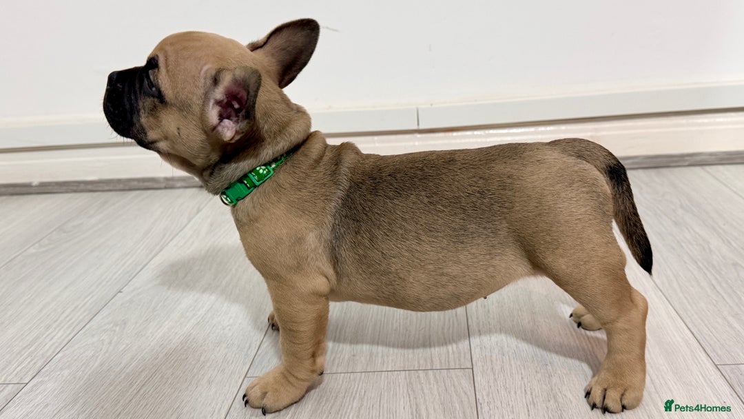 Mixed Breed dogs for sale: French Bulldog x Standard Bully Pups - Advert 6