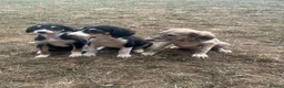 Saluki dogs for sale: Saluki puppy s  - Advert 17