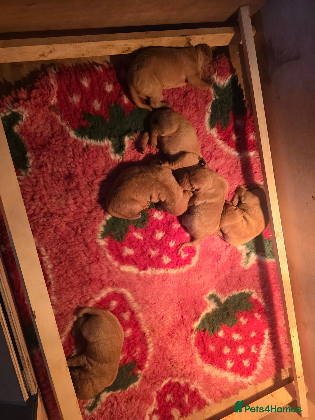 Hungarian Vizsla dogs for sale: KC registered from Fully Health tested parents - Advert 1