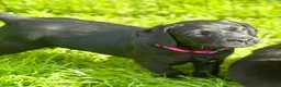 Labrador Retriever dogs for sale: Outstanding Labrador Puppies–Exceptional Pedigree - Advert 5