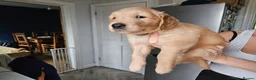 Golden Retriever dogs for sale: Golden Retriever Puppies for Sale - Advert 5