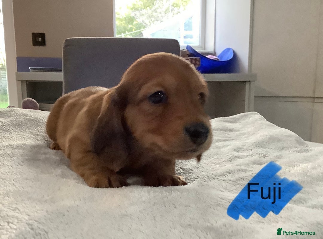 Miniature Dachshund dogs for sale: PRA Clear Mini Longhair Dachshund Pups Cream Red.. - Advert 8