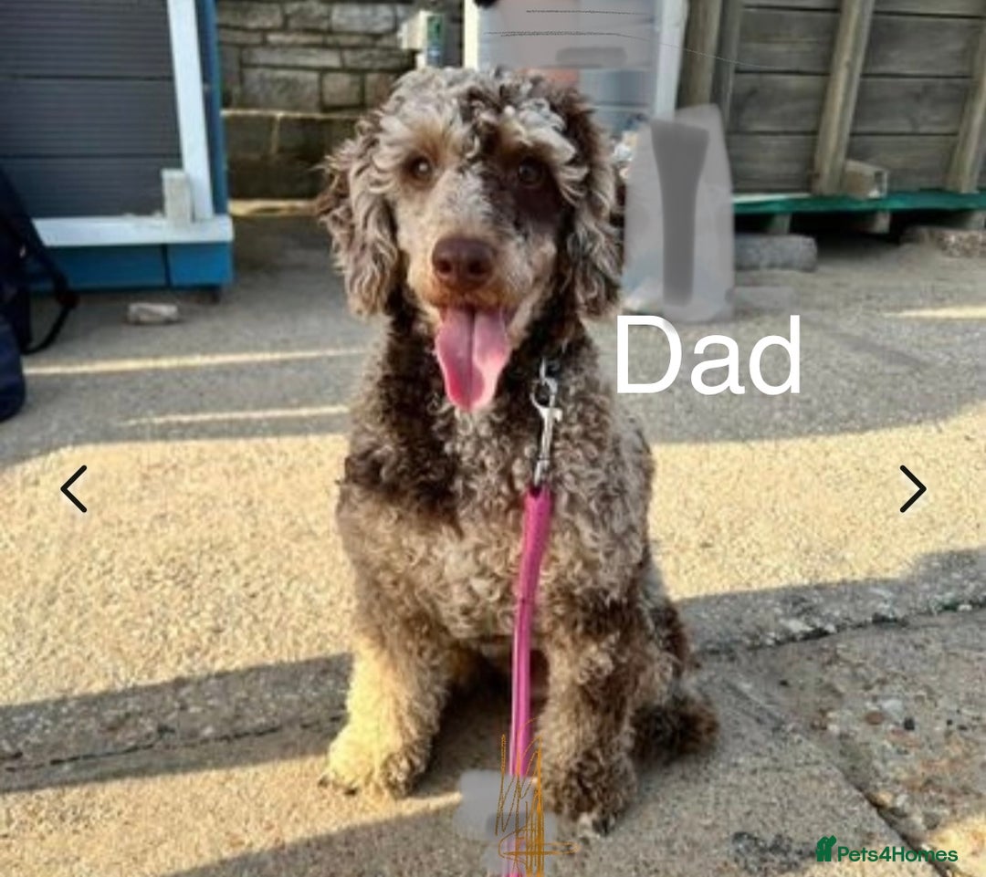 Cockapoo dogs for sale: DNA clear / Licensed Breeder for peace of mind  - Image 9