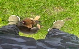 German Shepherd dogs for sale: German shepherd puppy - Image 4