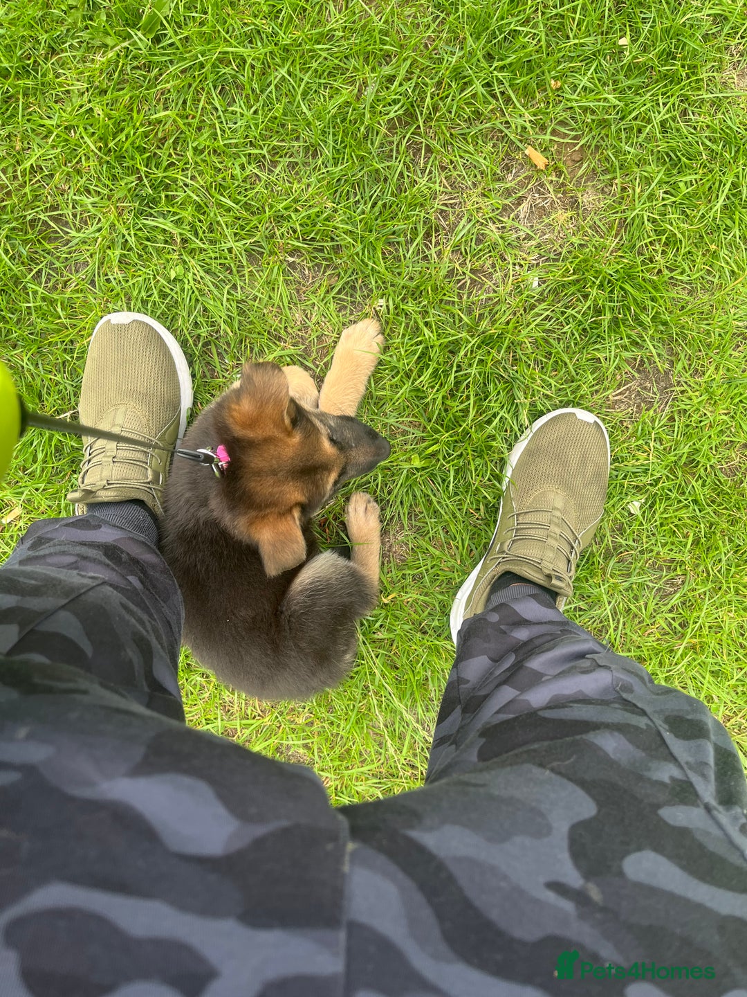 German Shepherd dogs for sale: German shepherd puppy - Image 4