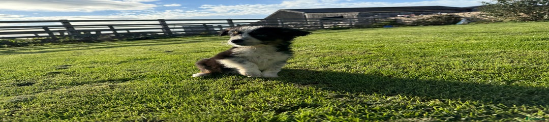 Border Collie Puppy 5