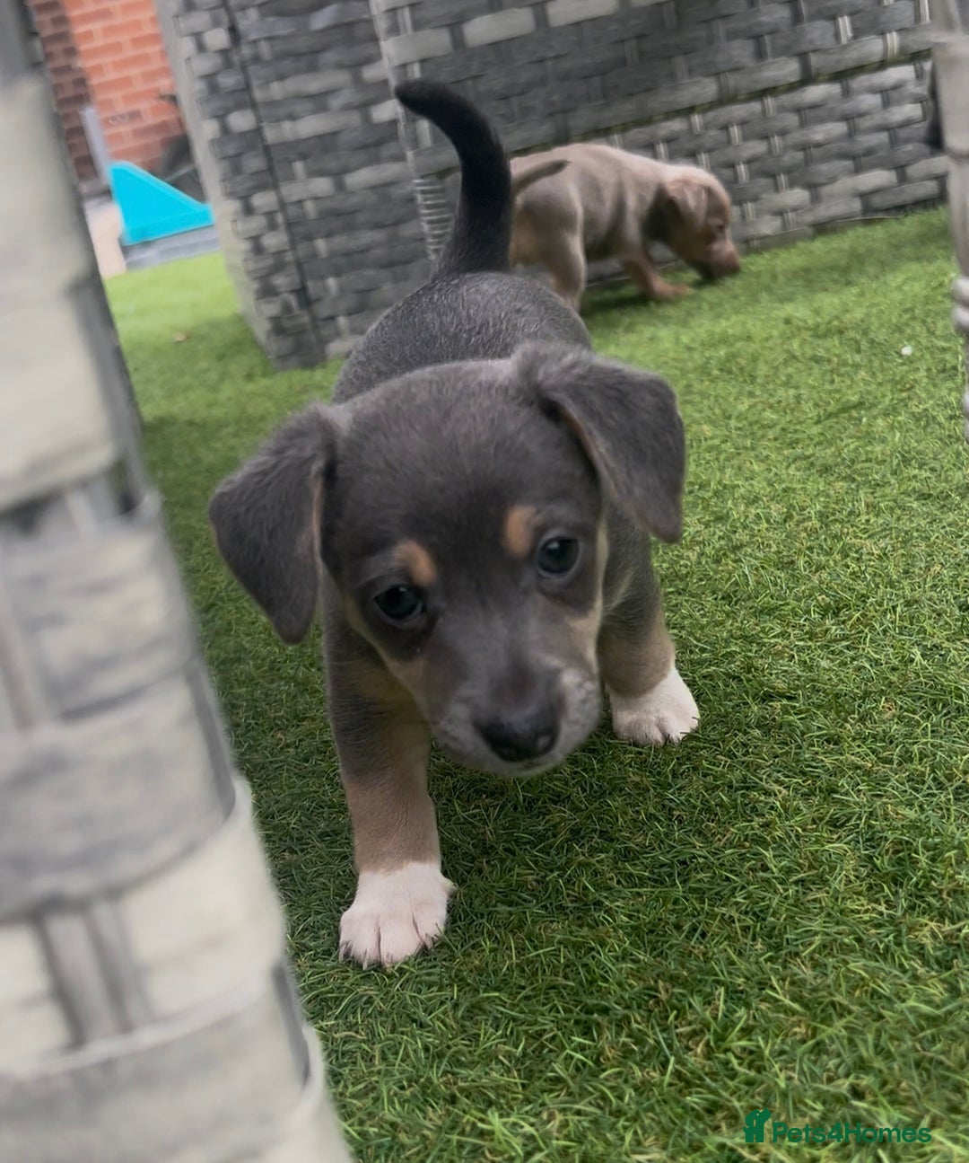 Jack Russell dogs for sale: READY NOW - QUALITY BLUE JR MINIATURE GIRL - Image 12