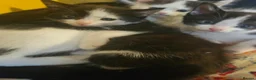Mixed Breed cats for sale: Kittens black - white - Advert 8