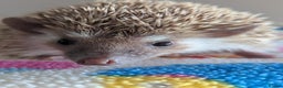 Pygmy Hedgehog rodents for sale: Last 2 Hoglets Remaining!! READY AND REDUCED!!! - Advert 12