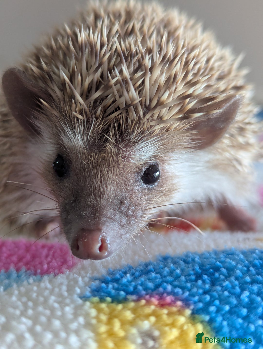 Pygmy Hedgehog rodents for sale: Last 2 Hoglets Remaining!! READY AND REDUCED!!! - Advert 12