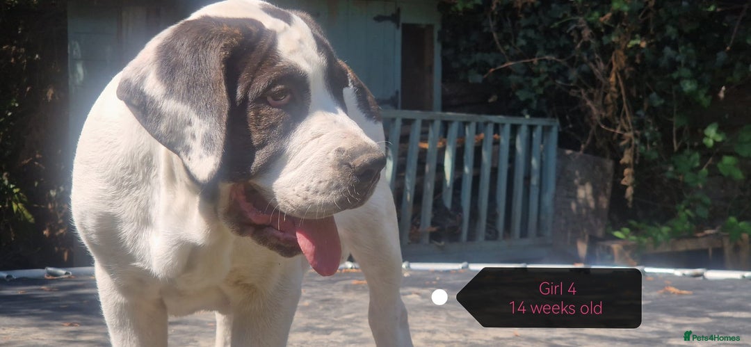 Central Asian Shepherd dogs for sale: Beautiful Alabai Mastiff puppies  in Pulborough - Image 11