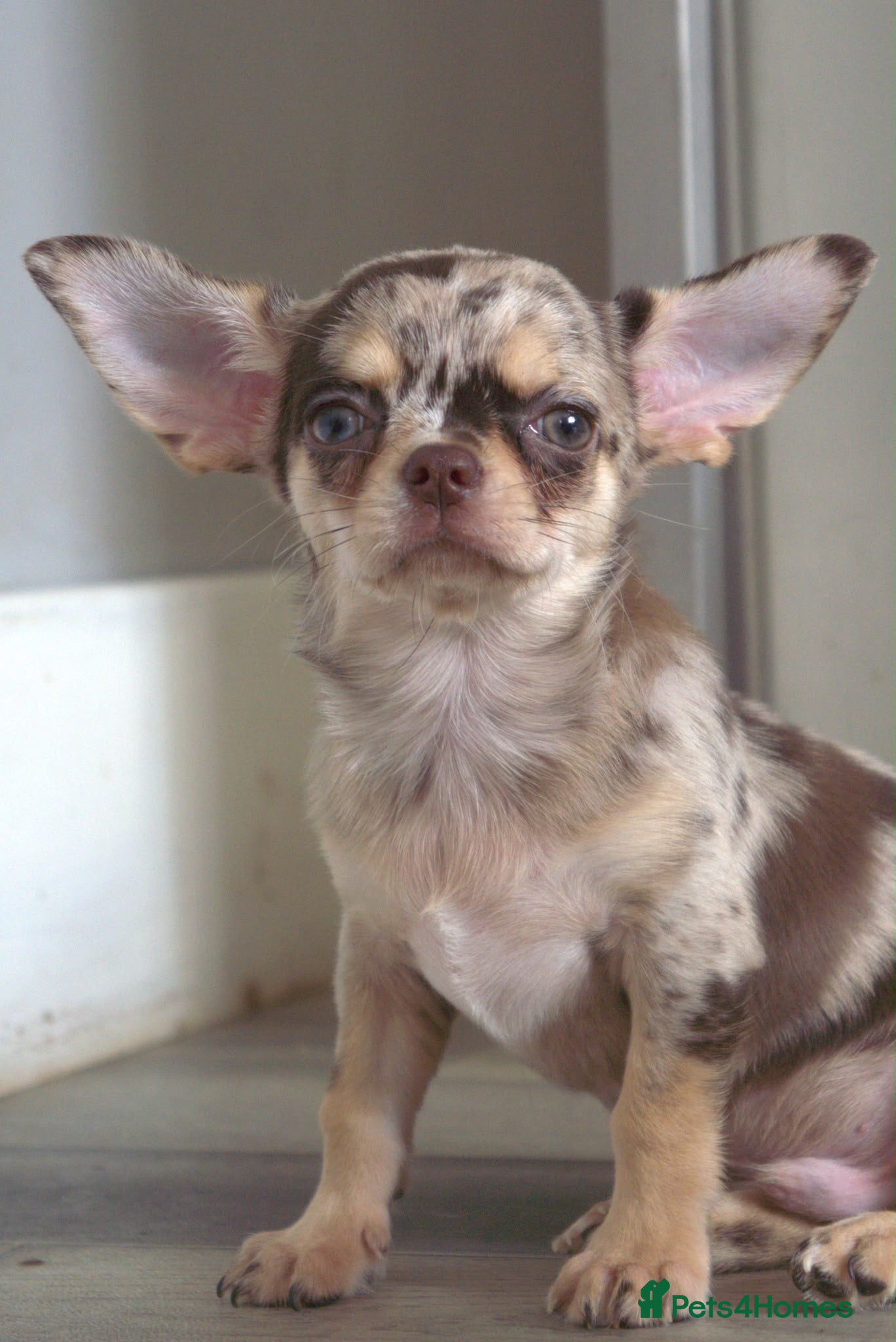Chihuahua dogs Gorgeous litter of merle chihuahua pups - Advert 1