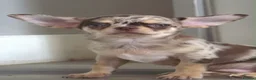 Chihuahua dogs for sale: Gorgeous litter of merle chihuahua pups - Advert 1