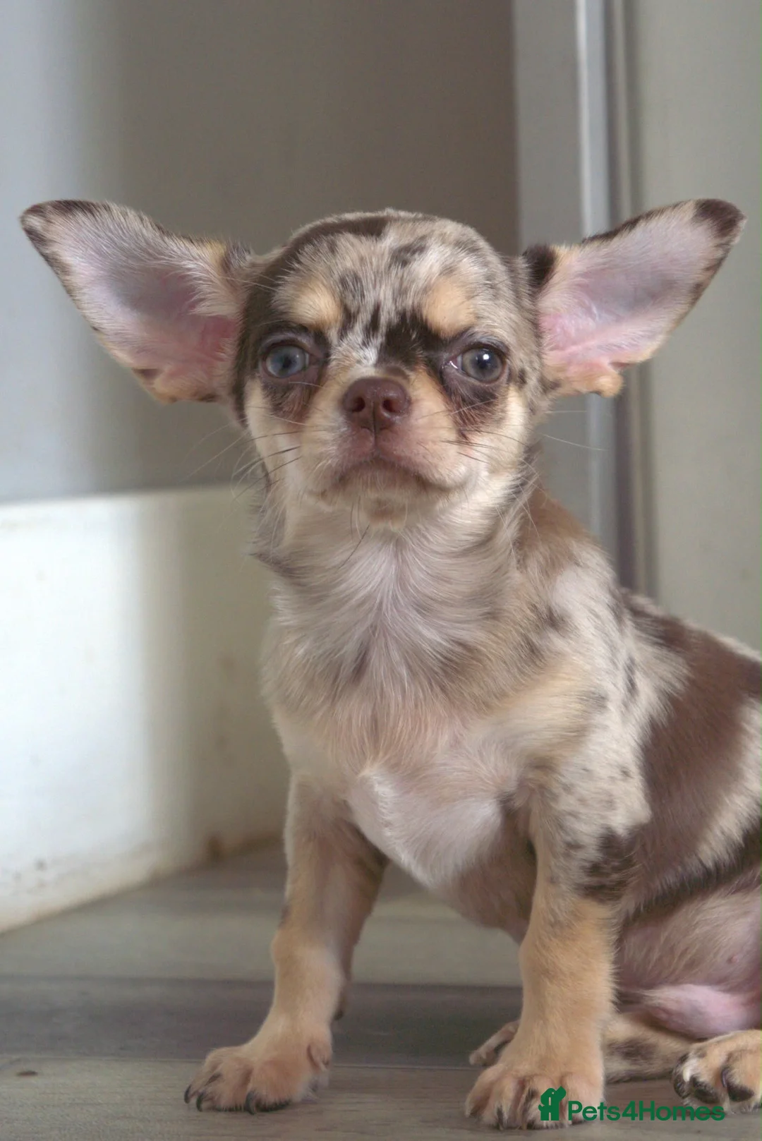 Chihuahua dogs for sale: Gorgeous litter of merle chihuahua pups - Advert 1