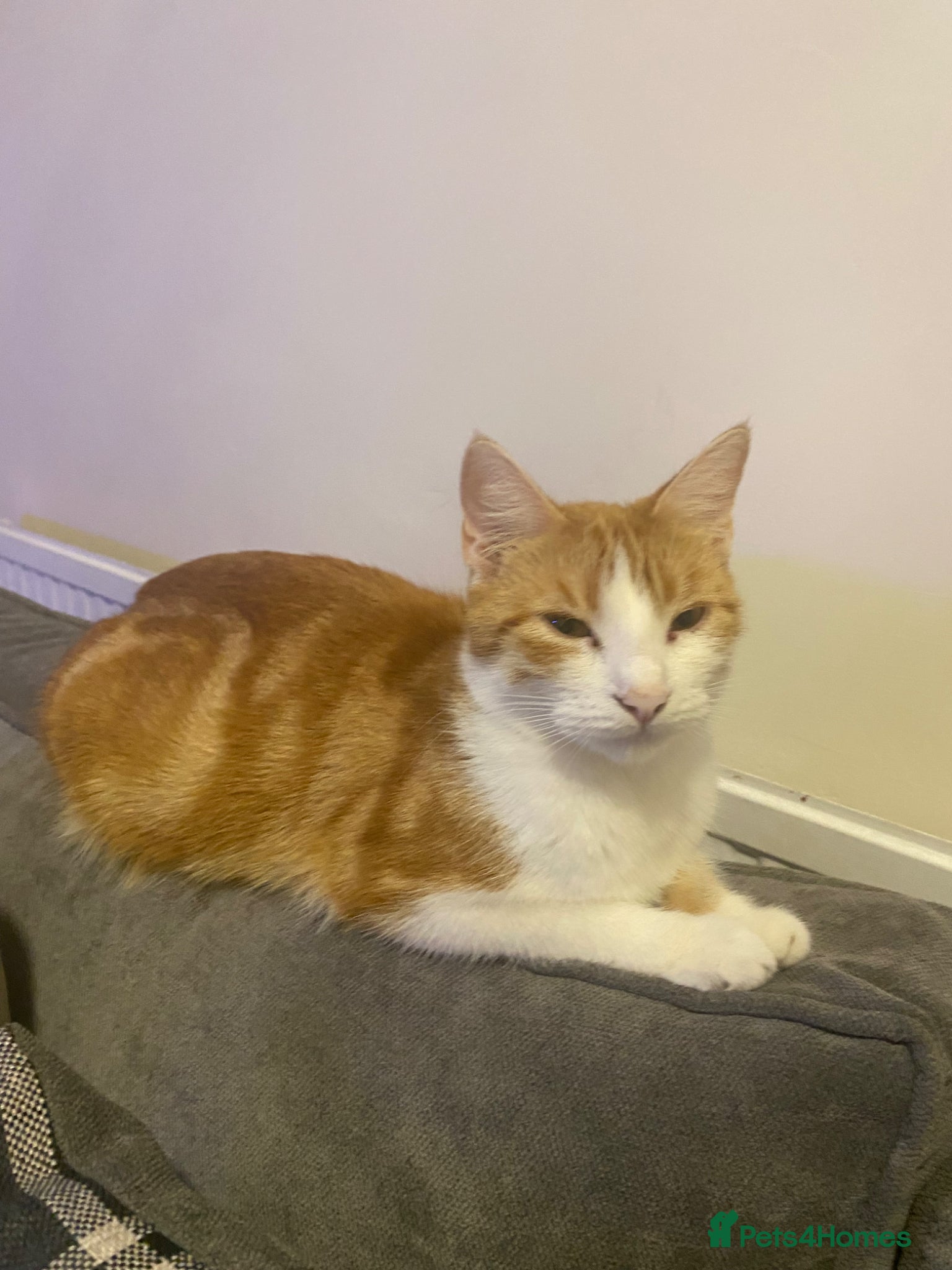 Mixed Breed cats Four beautiful kittens for sale - Advert 2