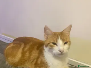 Mixed Breed cats Four beautiful kittens for sale - Advert 2