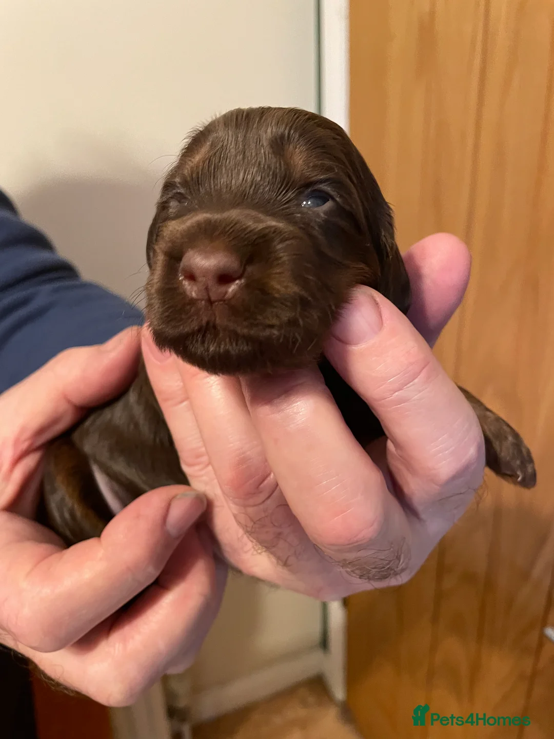 Cockapoo dogs for sale: Cockapoo Pups  F1b - Advert 4