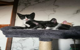 Mixed Breed cats for sale:  3 Adorable Kittens Ready for Their Forever Homes - Image 12