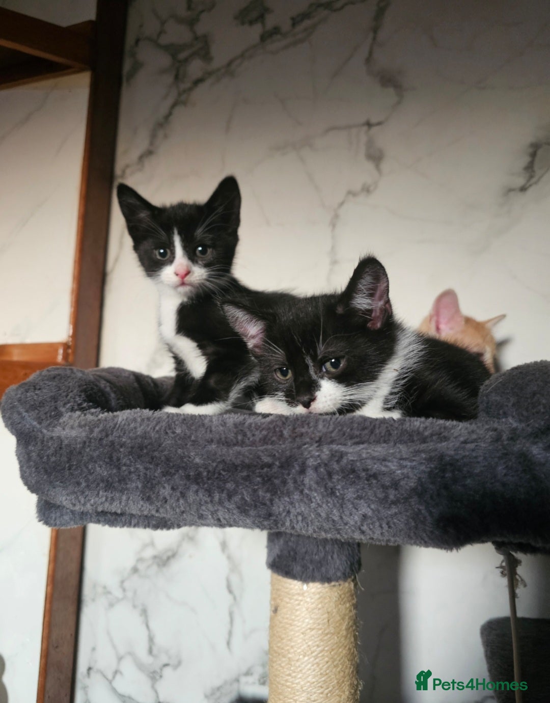 Mixed Breed cats for sale:  3 Adorable Kittens Ready for Their Forever Homes - Image 12