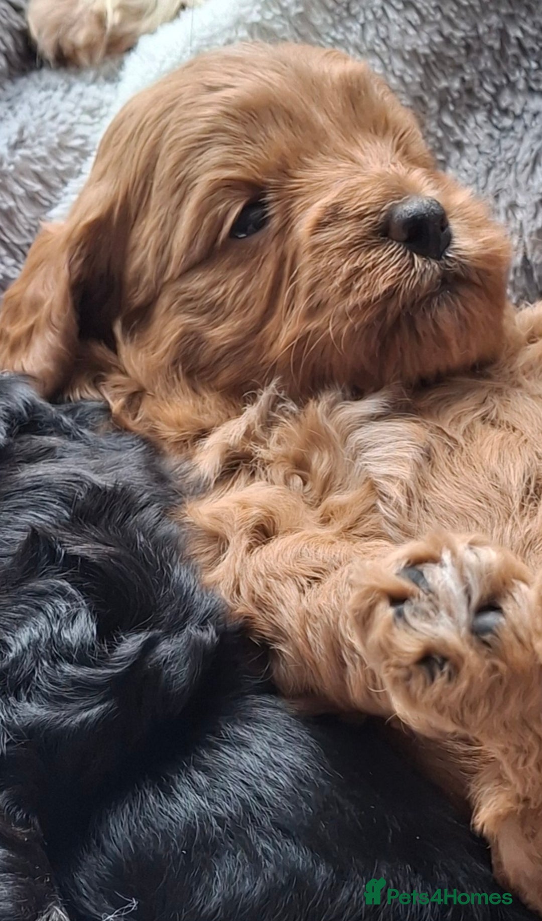 Cavapoo dogs for sale: Toy Cavapoo puppies - Image 15