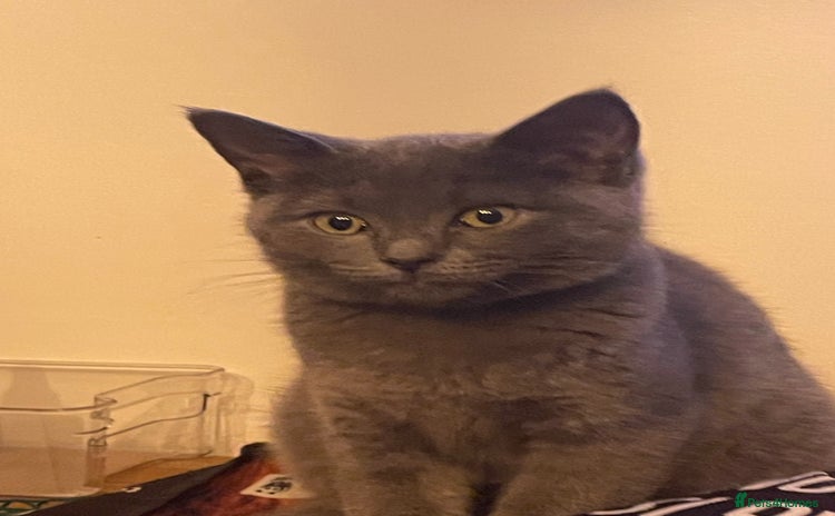 British Shorthair cats - Advert 4