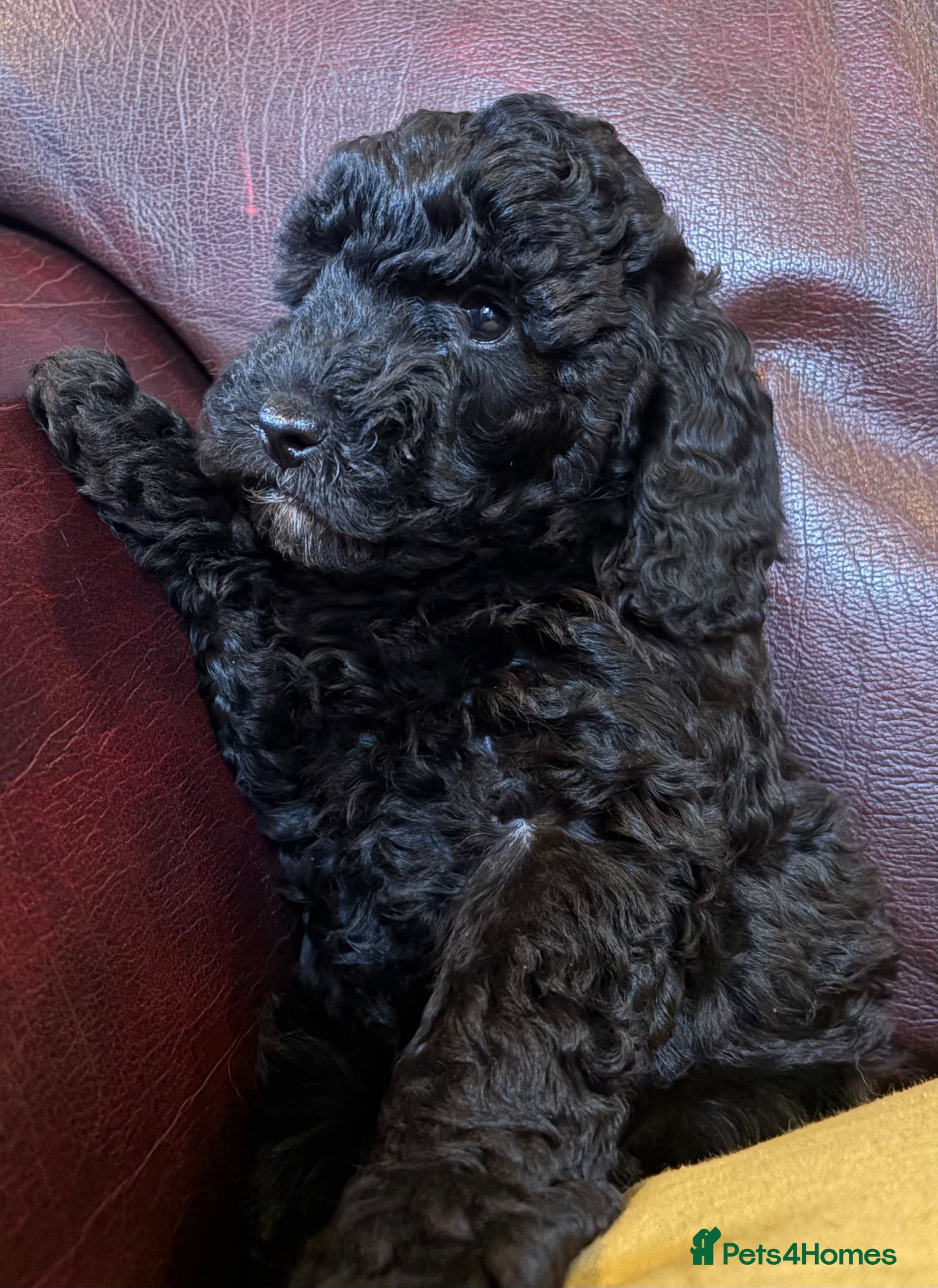 Cockapoo dogs Beautiful F1B cockapoo's - READY NOW - Advert 1