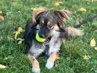 Border Collie dogs MONA – Border Collie (Female) - Advert 9