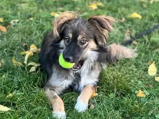 Border Collie dogs MONA – Border Collie (Female) - Advert 12