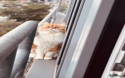 Persian cats for sale: Lovely Persian for sale  - Image 5