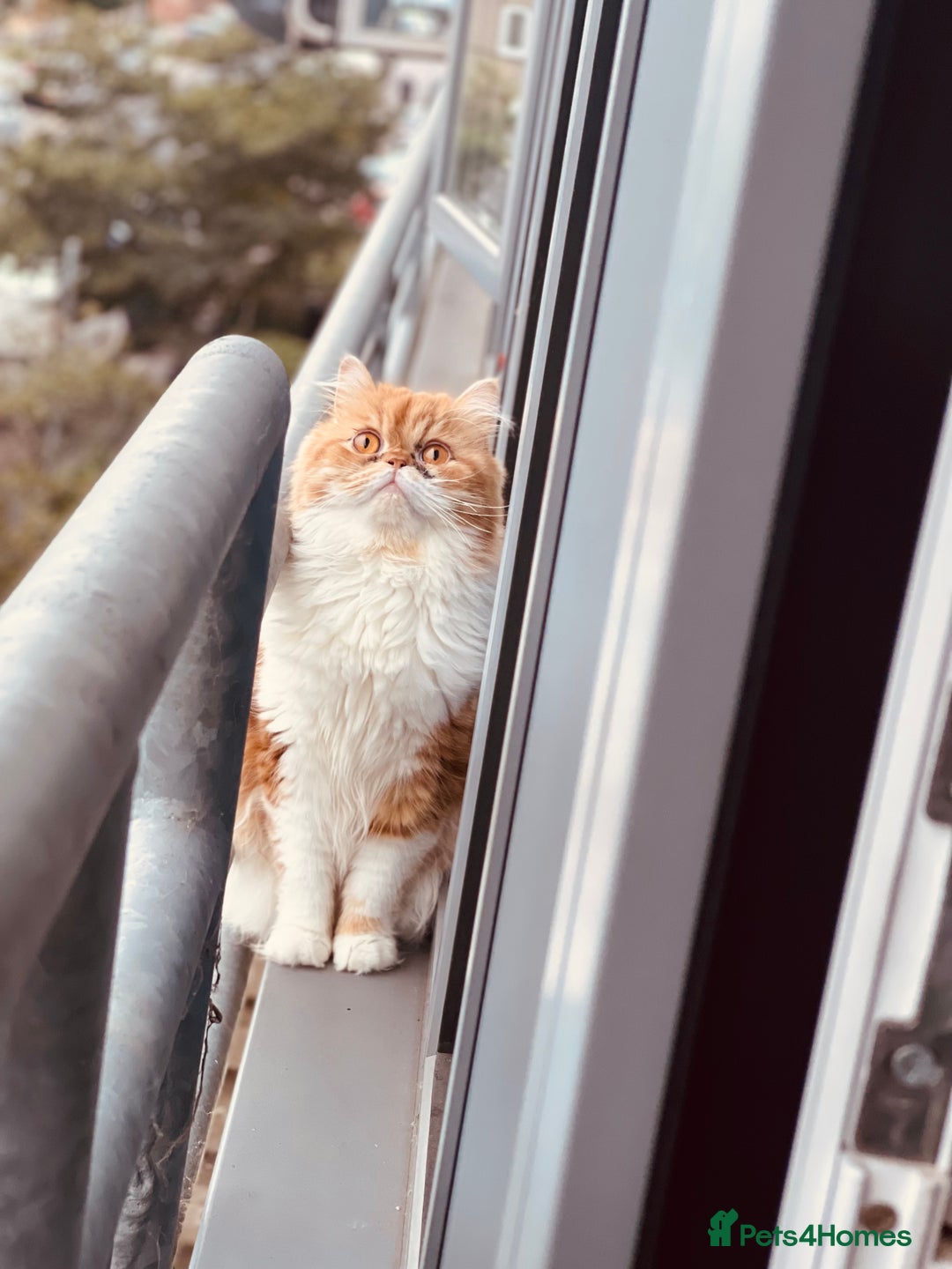Persian cats for sale: Lovely Persian for sale  - Image 5