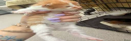 Mixed Breed cats for sale: Maine coon cross kittens  - Advert 24