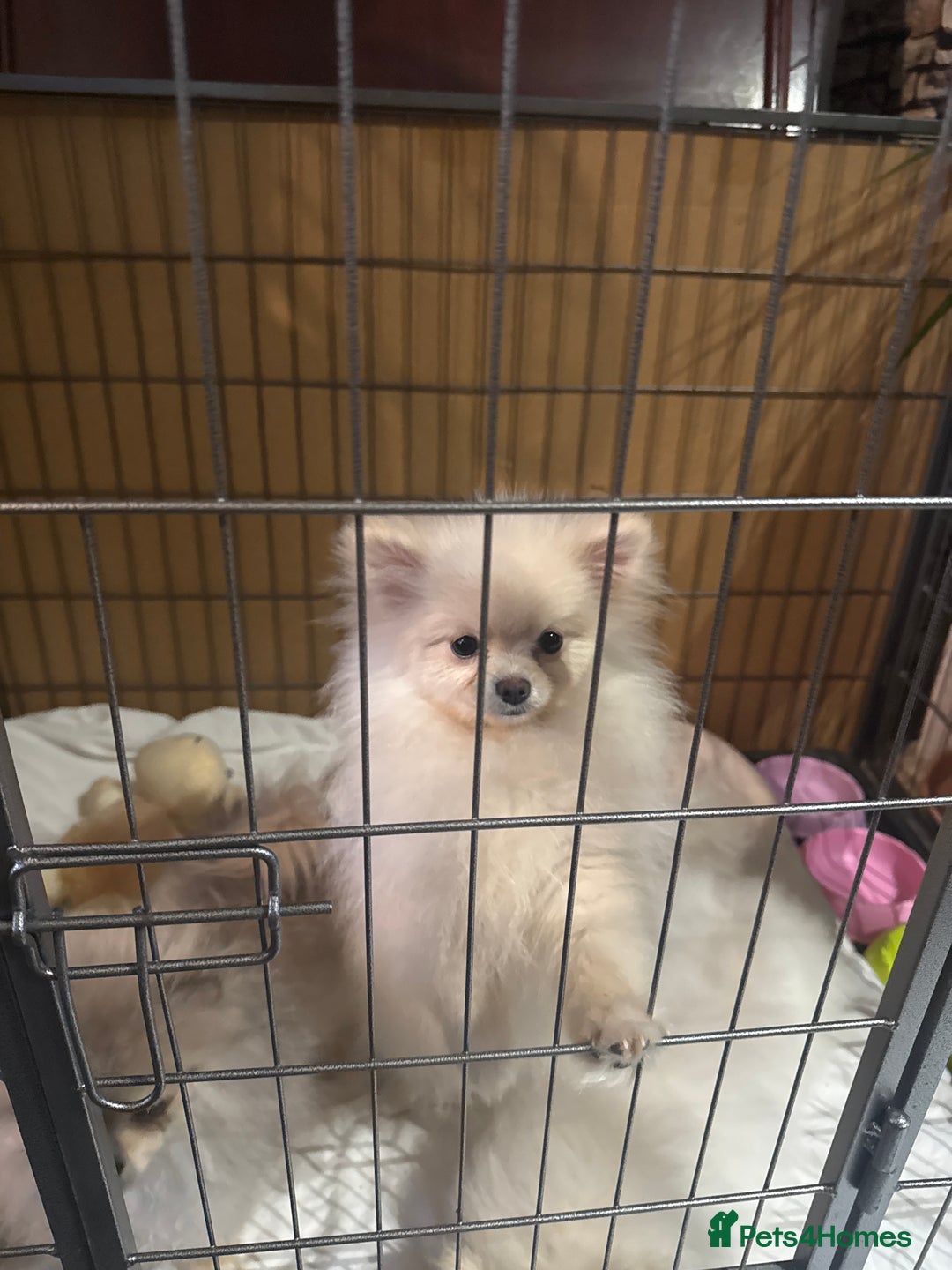 Pomeranian dogs for sale: Pomeranian  - Advert 6