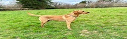 Labrador Retriever dogs for stud: Stunning Fox Red Labrador - Advert 8