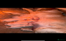 Golden Retriever dogs for sale: Golden retriever puppies🥰 - Image 5