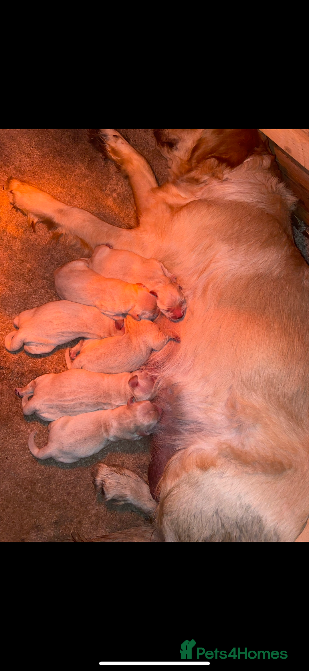 Golden Retriever dogs for sale: Golden retriever puppies🥰 - Image 5