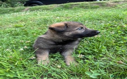 German Shepherd dogs for sale: Germany 🇩🇪 shepherd puppies dogs 🐕 big boned - Image 32