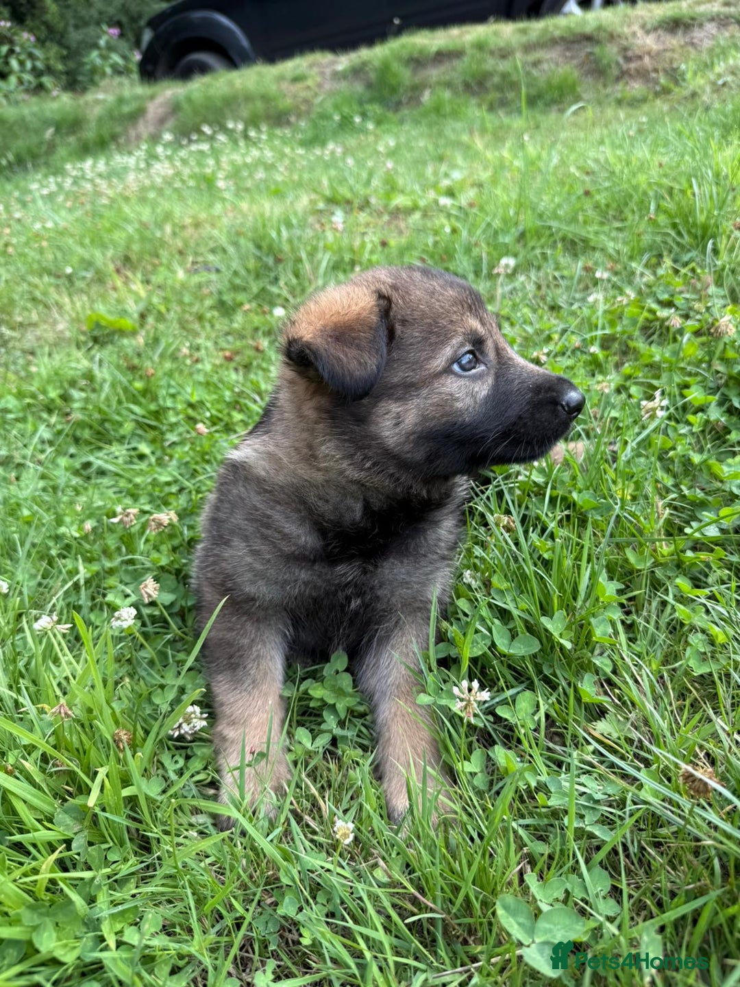 German Shepherd dogs for sale: Germany 🇩🇪 shepherd puppies dogs 🐕 big boned - Image 32