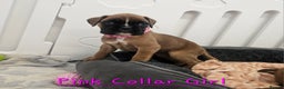 Boxer dogs for sale: Beautiful KC Registered Boxer Puppies - Advert 3