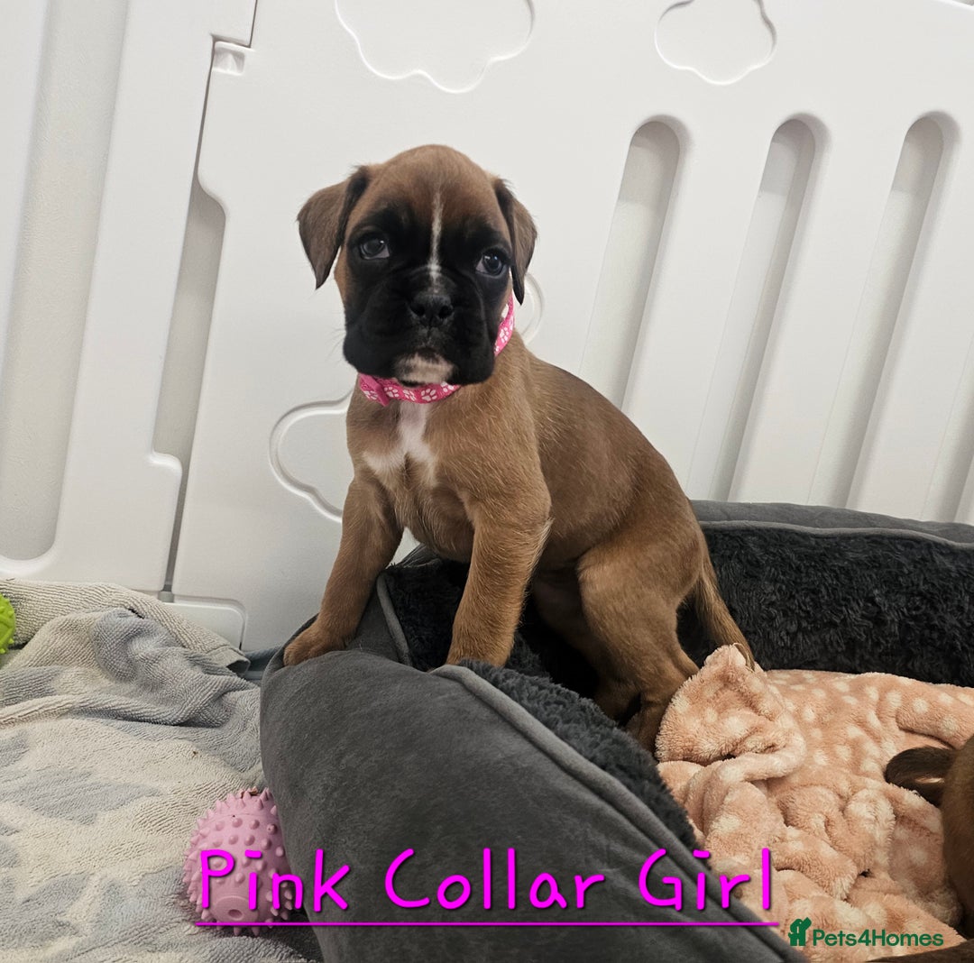 Boxer dogs for sale: Beautiful KC Registered Boxer Puppies - Advert 3