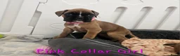 Boxer dogs for sale: Beautiful KC Registered Boxer Puppies - Advert 3
