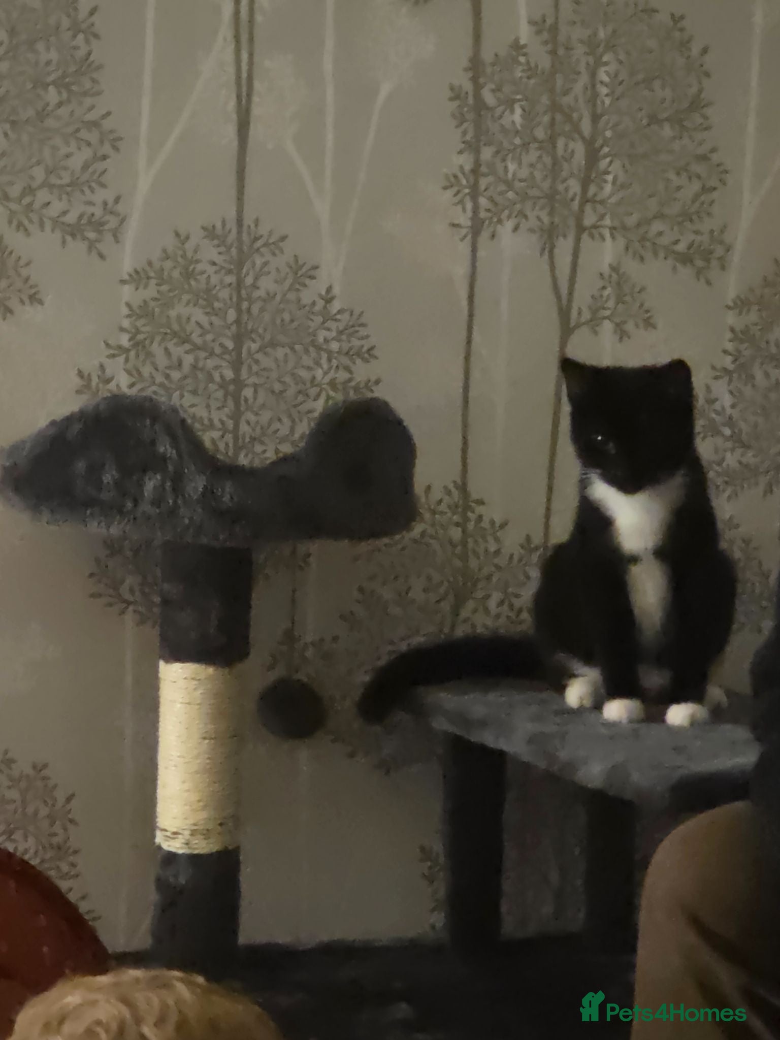 Mixed Breed cats Mixed bread - Advert 16